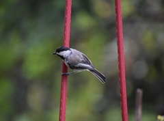 Poecile atricapillus