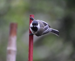 Poecile atricapillus