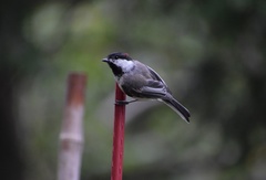 Poecile atricapillus
