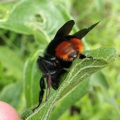 Bombus diligens