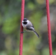 Poecile atricapillus