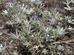 Lupinus obtusilobus