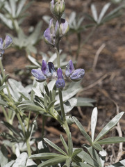 Lupinus obtusilobus