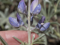 Lupinus obtusilobus