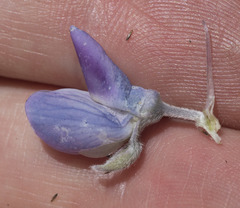 Lupinus obtusilobus