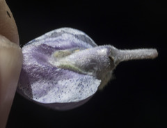 Lupinus obtusilobus