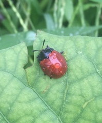 Chelymorpha cribraria