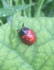 Chelymorpha cribraria