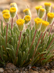 Erigeron bloomeri bloomeri