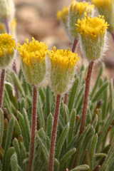 Erigeron bloomeri bloomeri