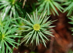 Dawsonia superba