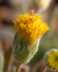 Erigeron bloomeri bloomeri