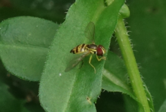 Toxomerus geminatus