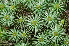 Dawsonia superba