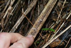 Gloiocephala