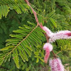Mimosa benthamii