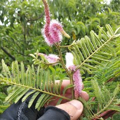Mimosa benthamii