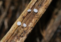 Gloiocephala