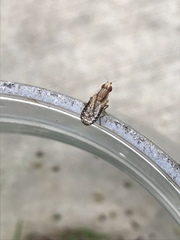 Trypetoptera canadensis