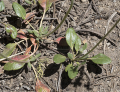 Eriogonum marifolium