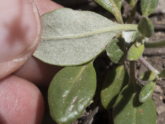 Eriogonum marifolium