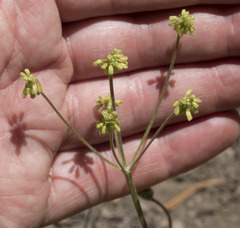 Eriogonum marifolium