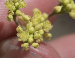 Eriogonum marifolium