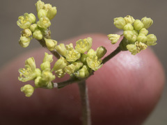 Eriogonum marifolium