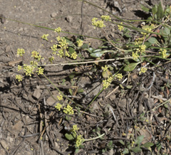Eriogonum marifolium