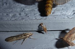 Anisoplaca ptyoptera