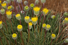 Erigeron bloomeri bloomeri
