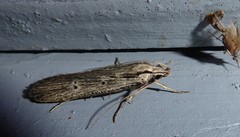 Anisoplaca ptyoptera