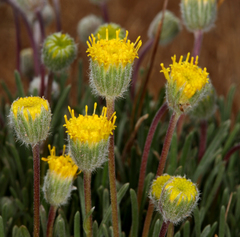 Erigeron bloomeri bloomeri