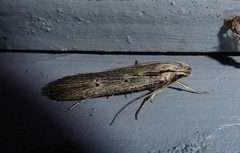 Anisoplaca ptyoptera