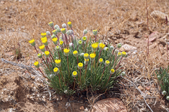 Erigeron bloomeri bloomeri