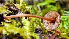 Mycena subsanguinolenta