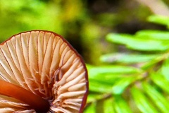 Mycena subsanguinolenta