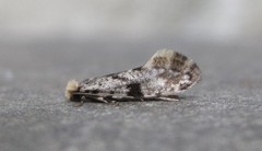 Nemapogon auropulvella