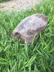 Chelydra acutirostris