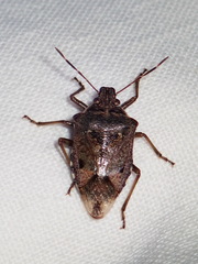Podisus serieventris