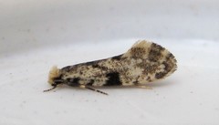 Nemapogon auropulvella