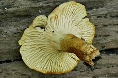 Cantharellus lewisii