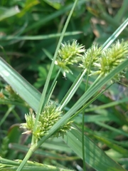 Cyperus retrorsus