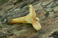 Cantharellus lewisii
