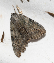 Catocala habilis