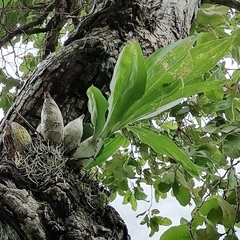 Catasetum integerrimum