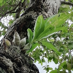 Catasetum integerrimum