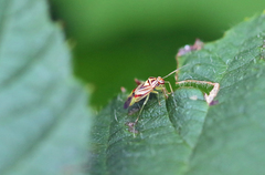 Tropidosteptes