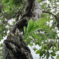 Catasetum integerrimum
