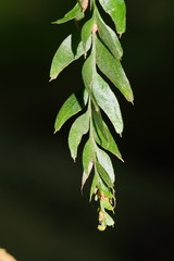 Tmesipteris obliqua